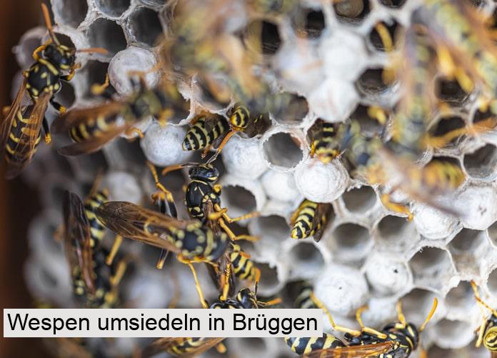 Wespen umsiedeln in Brüggen
